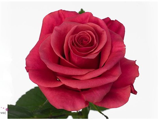 Vrtnica Tacazzi c1856