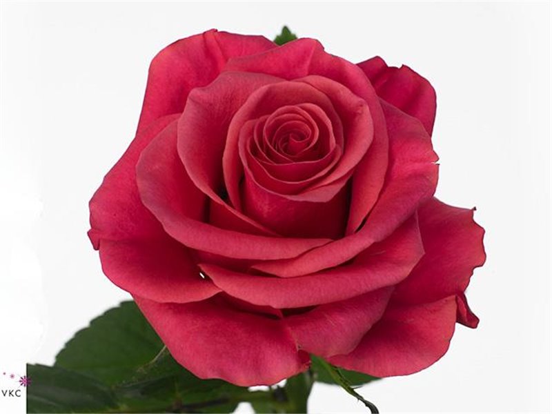 Vrtnica Tacazzi c1857