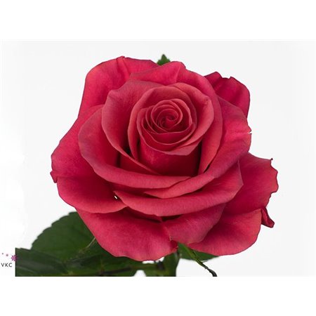 Vrtnica Tacazzi c1857