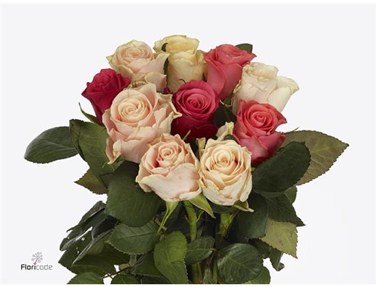 Vrtnica Tacazzi Mixed c1858