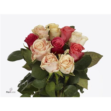 Vrtnica Tacazzi Mixed c1858