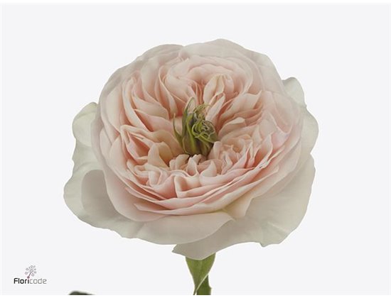 Vrtnica Tinkerbell c1860