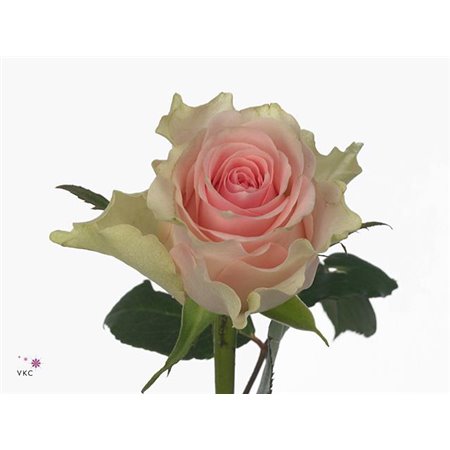 Vrtnica Top Gear c1863