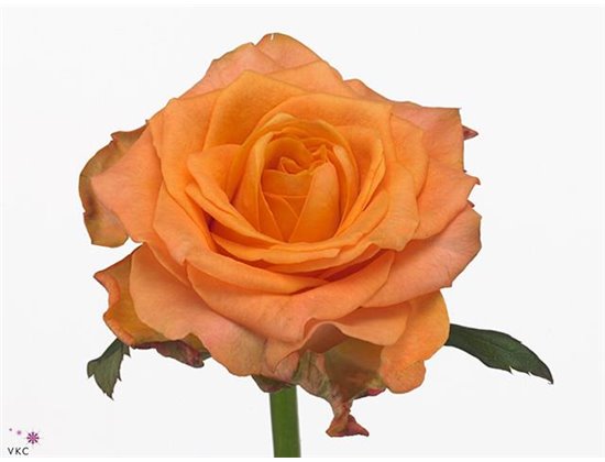 Vrtnica Twilight c1866