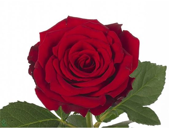 Vrtnica Upper Class c1867