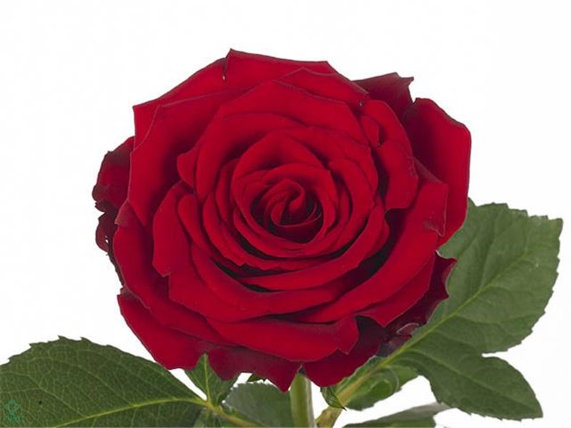 Vrtnica Upper Class c1868