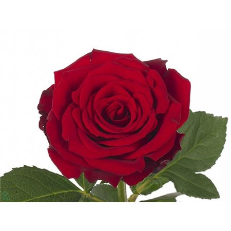 Vrtnica Upper Class c1868