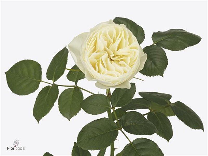 Vrtnica White Vuvuzela c1871