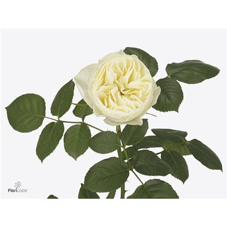 Vrtnica White Vuvuzela c1871