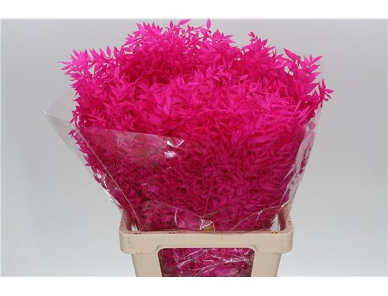 Ruskus Wild Cerise c1880