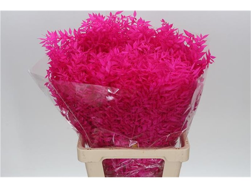 Ruskus Wild Cerise c1880