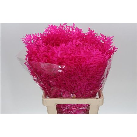 Ruskus Wild Cerise c1880