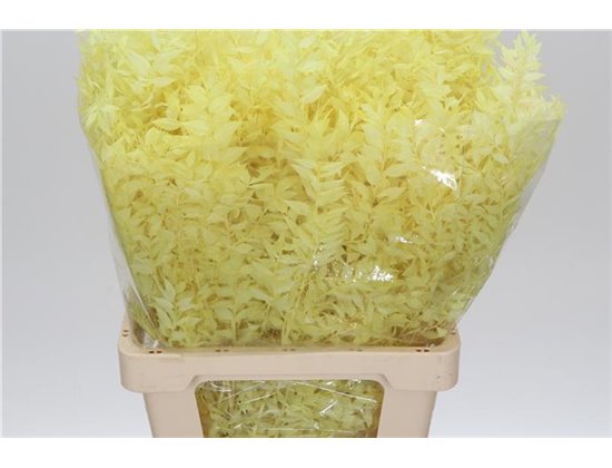 Ruskus Wild Cerise c1881