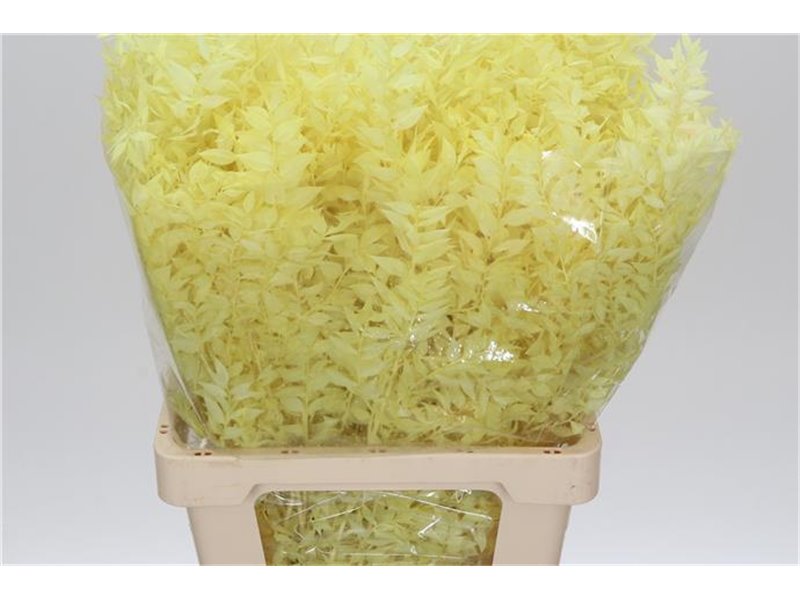 Ruskus Wild Cerise c1881