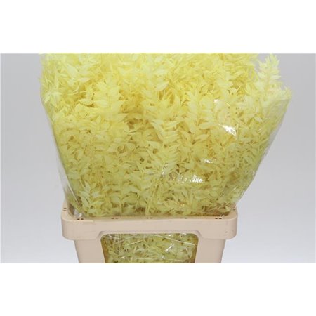 Ruskus Wild Cerise c1881