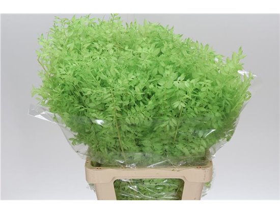 Ruskus Wild Mint c1882