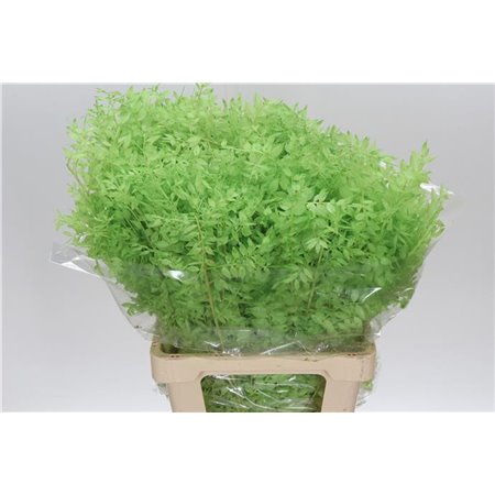 Ruskus Wild Mint c1882