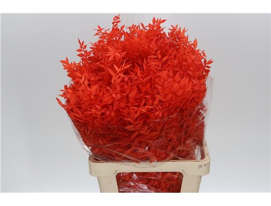 Ruskus Wild Orange c1883