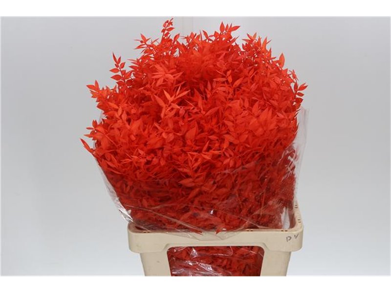 Ruskus Wild Orange c1883