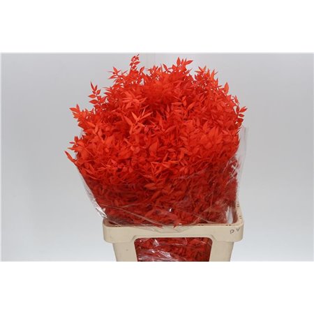 Ruskus Wild Orange c1883