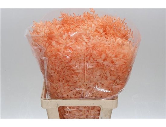 Ruskus Wild Salmon Light c1885