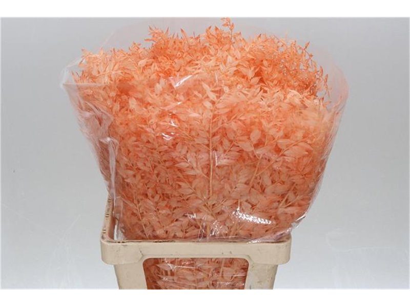 Ruskus Wild Salmon Light c1885