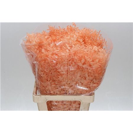 Ruskus Wild Salmon Light c1885