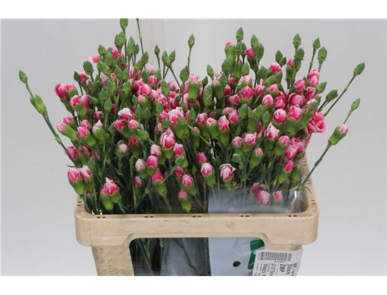 Nagelj Hollands Cherry Marvel c1916