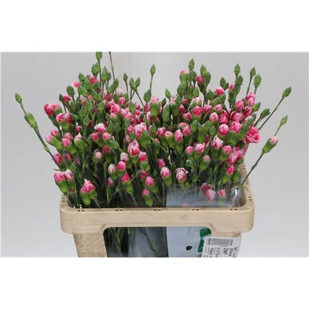 Nagelj Hollands Cherry Marvel c1916