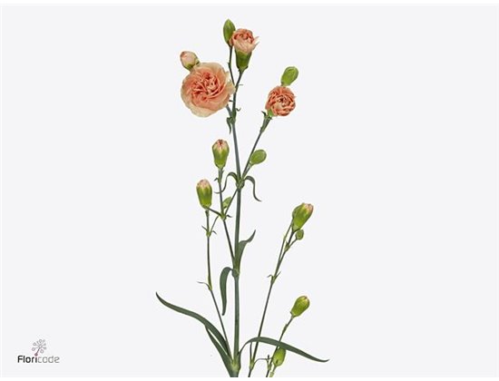 Nagelj Hollands Kamilly c1917