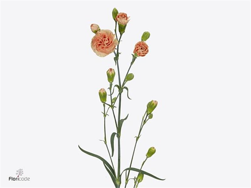 Nagelj Hollands Kamilly c1917