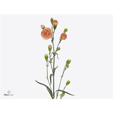 Nagelj Hollands Kamilly c1917