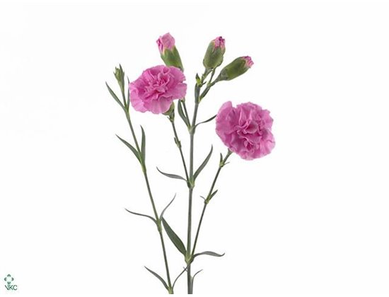 Nagelj Lilac Melissa c1919