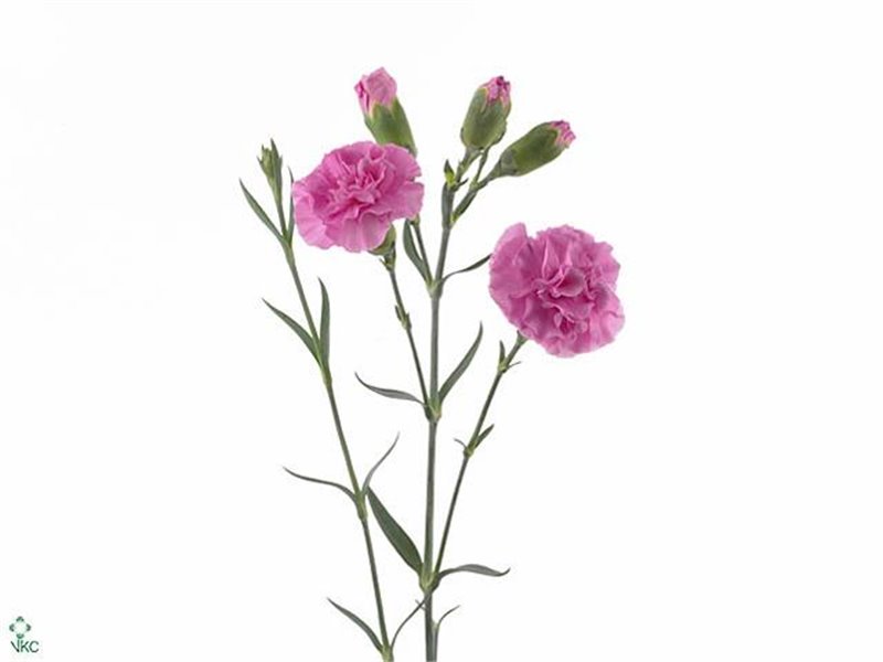 Nagelj Lilac Melissa c1919