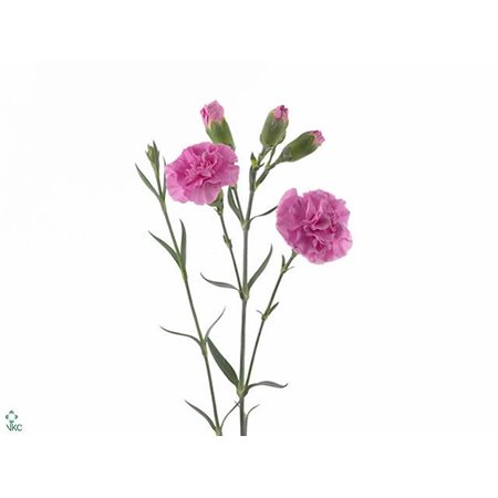 Nagelj Lilac Melissa c1919