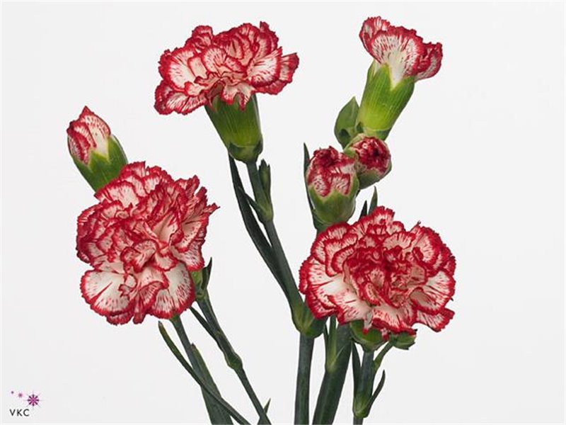 Nagelj Minuetto c1921