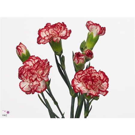 Nagelj Minuetto c1921