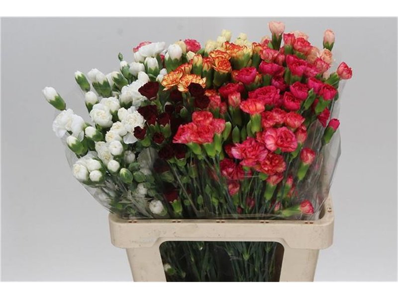 Nagelj Mixed Assorted c1922