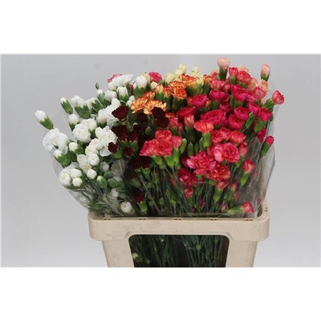 Nagelj Mixed Assorted c1922