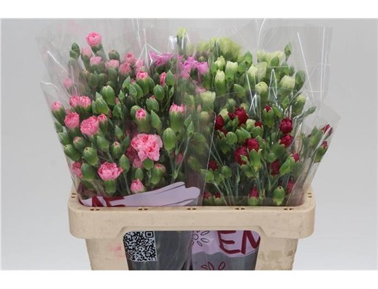 Nagelj Mixed in bucket c1923