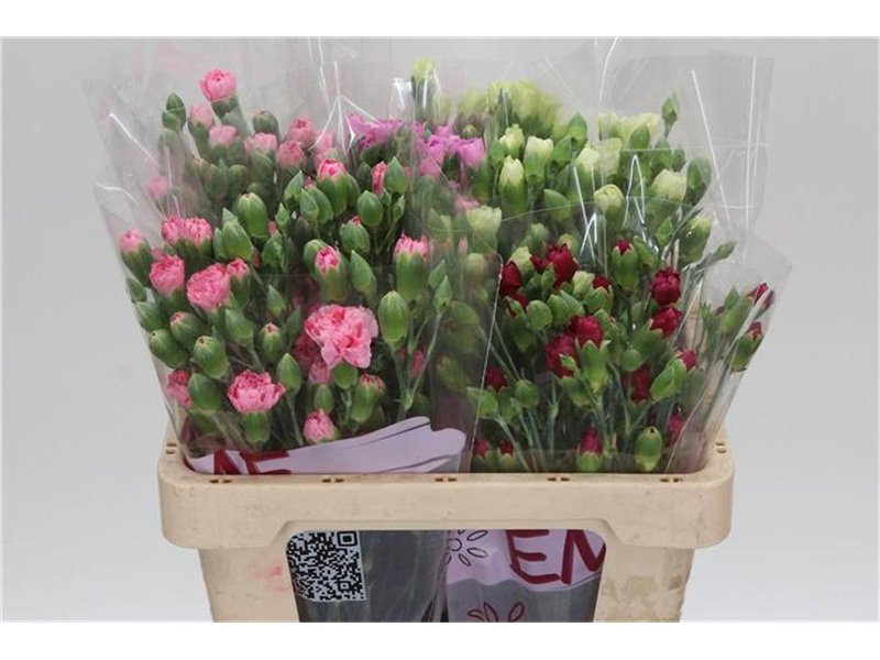 Nagelj Mixed in bucket c1923