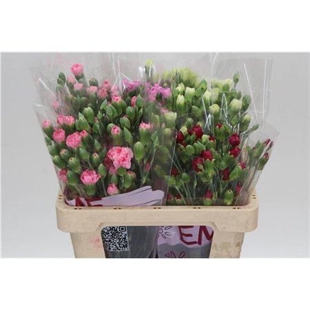 Nagelj Mixed in bucket c1923