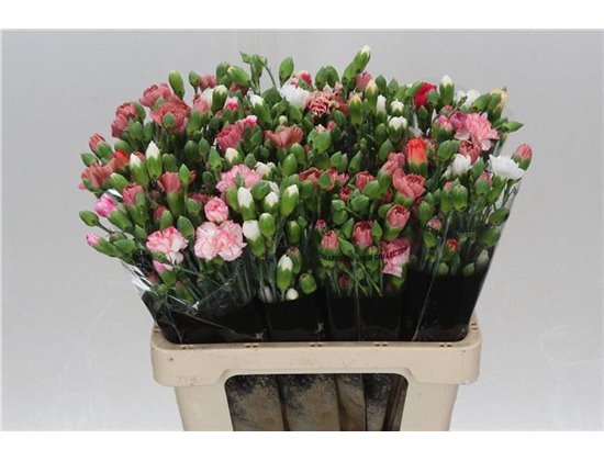 Nagelj Mixed Rainbow c1924