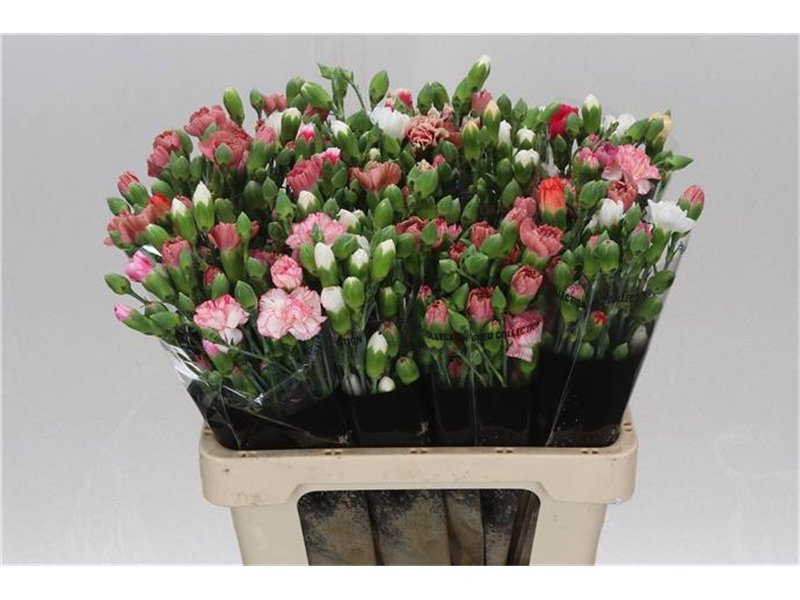 Nagelj Mixed Rainbow c1924