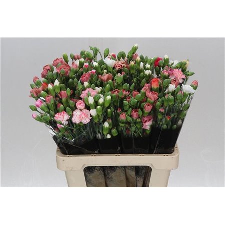 Nagelj Mixed Rainbow c1924