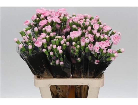 Nagelj Pink Ibis c1926