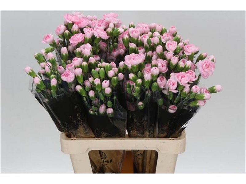 Nagelj Pink Ibis c1926