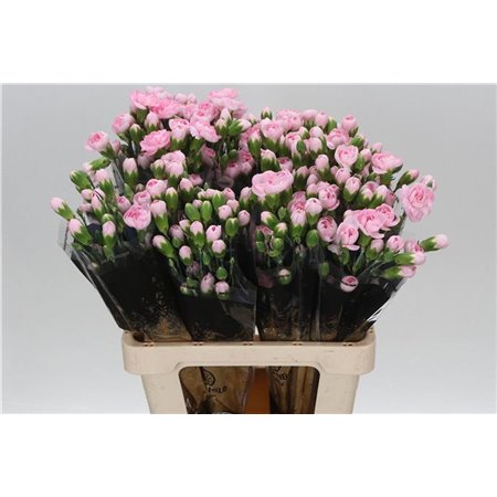 Nagelj Pink Ibis c1926