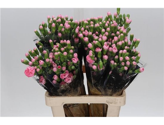 Nagelj Pink Pigeon c1927