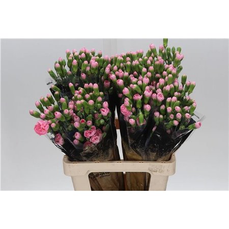 Nagelj Pink Pigeon c1927